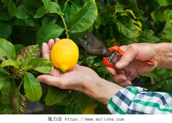 老农民手拿剪刀在柠檬树上采摘柠檬阳光明媚的日子里，老农民手拿菜刀在柠檬树上采摘柠檬。季节性的、夏季的、秋季的、土生土长的、业余爱好的.